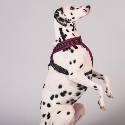 Шлейка нейлон Х-образная с мягкой подкладкой 25мм х 50см х 60/70см, оранжевая – фото 1