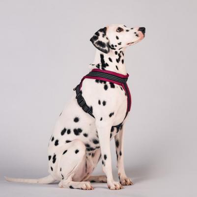 Шлейка нейлон Х-образная с мягкой подкладкой 25мм х 50см х 60/70см, оранжевая – фото 7