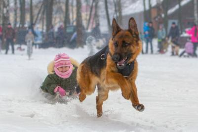 Шлейка нейлоновая с грудью с металлической фурнитурой L, цвет в ассортименте – фото 3