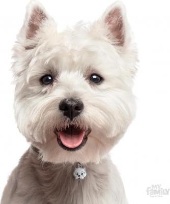 Адресник для собак Friends Вест-хайленд-уайт-терьер (2,5 х 2,5 см, ) – фото 1