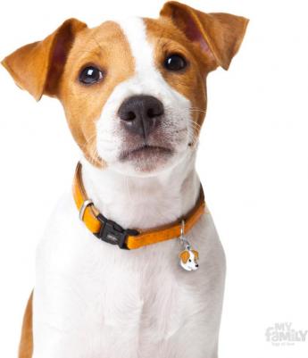 Colors Джек-рассел-терьер белый с коричневым разноцветный средний – фото 3