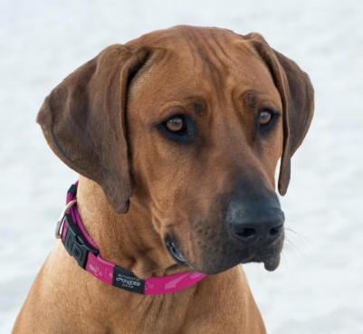 Ошейник для собак Alpinist XL-25мм (Красный HB27C) – фото 1