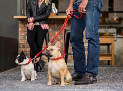 Ошейник для собак повседневный, обхват шеи 48-49 см, кожа, металл, красный – фото 2