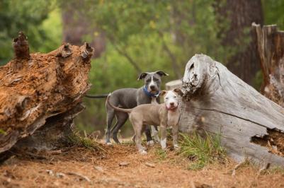 Ошейник для собак Utility L-20мм (Синий HB06B) – фото 4