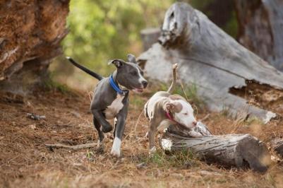 Ошейник для собак Utility L-20мм (Синий HB06B) – фото 9