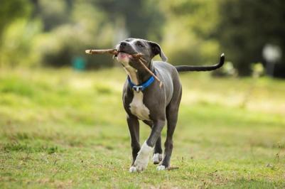 Ошейник для собак Utility M-16мм (Красный HB11C) – фото 12