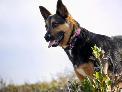 Ошейник серия "Alpinist", красный (SIDE RELEASE COLLAR) – фото 6