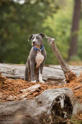 Ошейник серия "Utility", голубой (SIDE RELEASE COLLAR) 0659510030641 – фото 4
