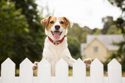 Ошейник серия "Utility", лайм (SIDE RELEASE COLLAR) – фото 7
