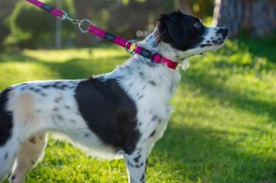 Ошейник-удавка Alpinist HBC23K M, 16 мм, розовый – фото 2