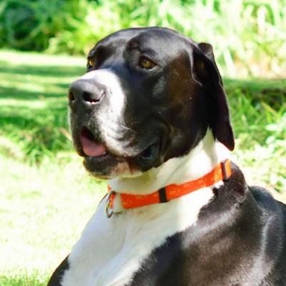 Ошейник-удавка Alpinist HBC23K M, 16 мм, розовый – фото 4