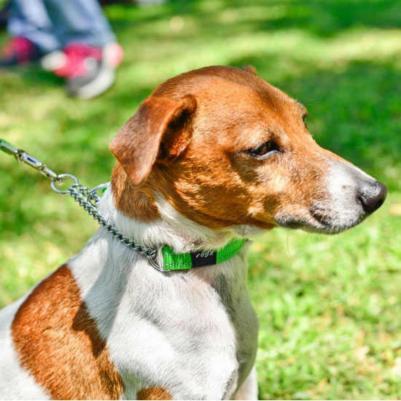 Ошейник-удавка Utility HC06J L, 20 мм, коричневый – фото 3