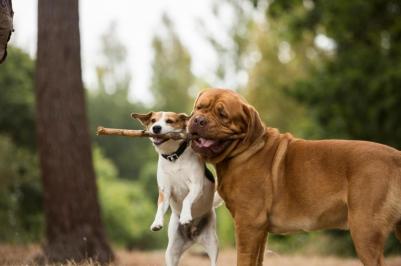 Ошейник Utility, 11мм, 20-32см, оранжевый – фото 1