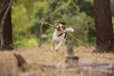 Ошейник Utility, 11мм, 20-32см, оранжевый – фото 2