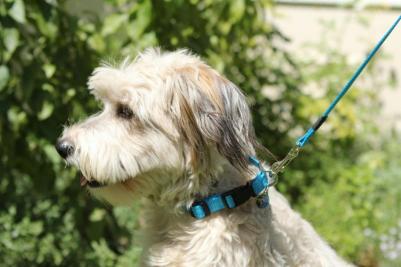поводок для крупных собак размер L серии Utility длина 1,4 м голубой – фото 1