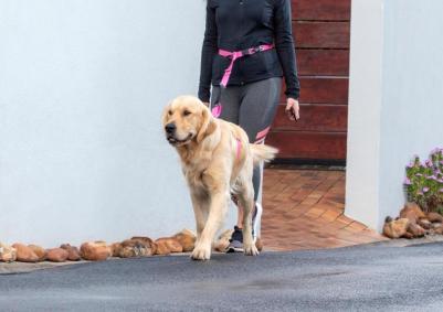 поводок Handsfree Utility (M) / черный ) HLF11-A (XL) – фото 2