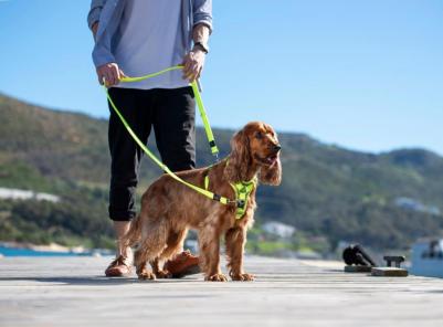 поводок-перестежка "Utility", желтый (L) – фото 3