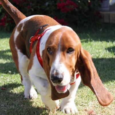 Шлейка для собак Alpinist S-11мм (Красный SJ21C) 23 -37 см – фото 3