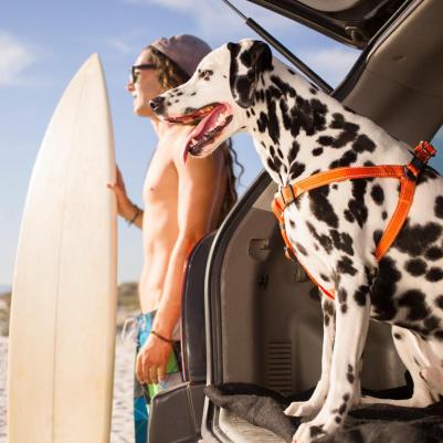 Шлейка для собак Utility L-20мм (Голубой SSJ06F) – фото 4