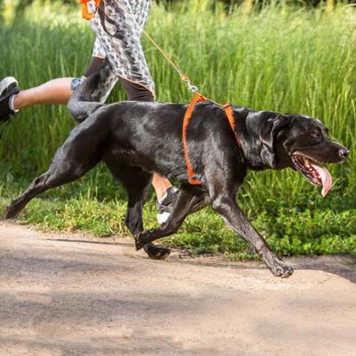 Шлейка для собак Utility L-20мм (Желтый SJ06H) – фото 9