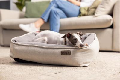 Urban Halsband S Gold Rush ошейник для собак мелких пород, размер S, обхват шеи 20-31 см, цвет золотистый – фото 2