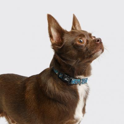 Ошейник 15мм/30-45см цветочный синий – фото 4