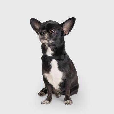 Ошейник для собак из биотана с фастексом, обхват шеи 20-31 см, ширина 1,5 см, черный – фото 5