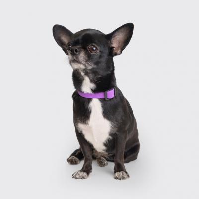 Ошейник для собак из биотана с фастексом, обхват шеи 20-31 см, ширина 1,5 см, фиолетовый – фото 9