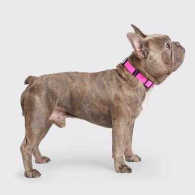 Ошейник для собак из биотана с фастексом, обхват шеи 30-42 см, ширина 2 см, розовый – фото 1
