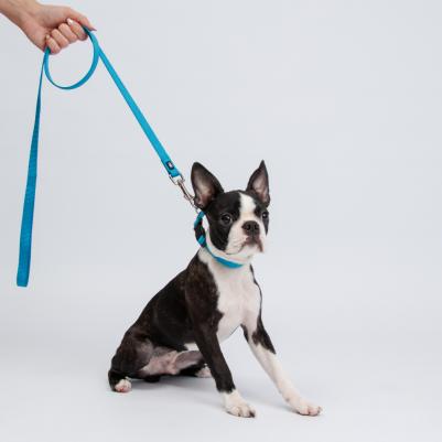 Ошейник для собак нейлоновый, обхват шеи 35-53 см, ширина 2 см, голубой – фото 1