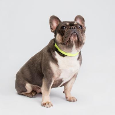 Ошейник для собак, обхват шеи 45 см, ширина 2 см, желтый – фото 6