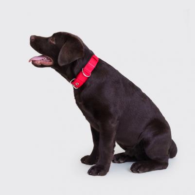 Ошейник Soft Classic S:32mm*52.5cm красный с коричневым – фото 1