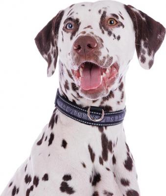 Ошейник светящийся черный нейлон 51-61 см L 4680368292901 – фото 2