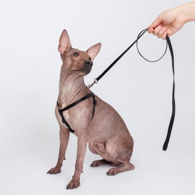 Шлейка для собак нейлоновая Step-in, обхват груди 28-38 см, ширина 10 мм, черная – фото 1