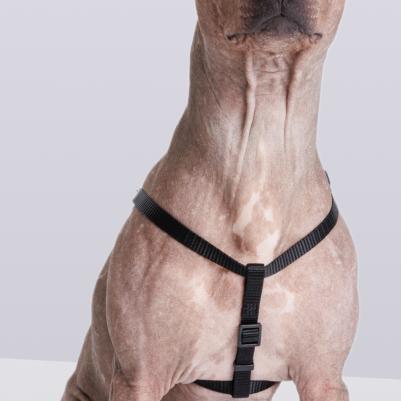 Шлейка для собак нейлоновая Step-in, обхват груди 28-38 см, ширина 10 мм, черная – фото 4