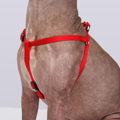 Шлейка для собак нейлоновая Step-in, обхват груди 28-38 см, ширина 10 мм, красная – фото 2