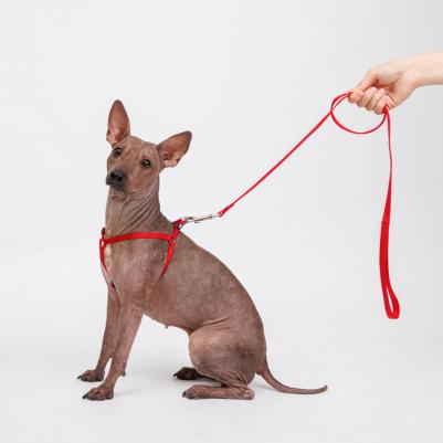 Шлейка для собак нейлоновая Step-in, обхват груди 28-38 см, ширина 10 мм, красная – фото 4