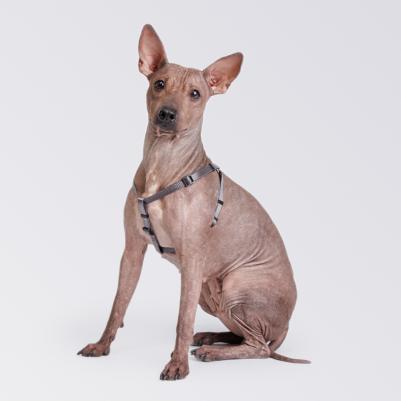 Шлейка для собак нейлоновая Step-in, обхват груди 28-38 см, ширина 10 мм, серая – фото 3