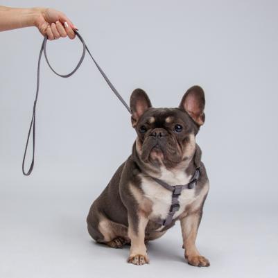 Шлейка для собак нейлоновая Step-in, обхват груди 45-63 см, ширина 15 мм, серая – фото 1