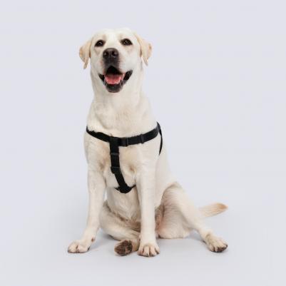 Шлейка для собак нейлоновая Step-in, обхват груди 54-78 см, ширина 20 мм, черная – фото 5