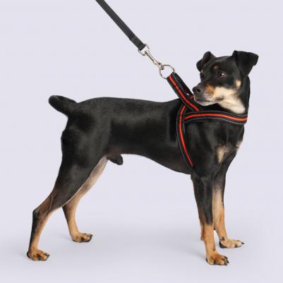 Шлейка со светоотр. Norway 30–50 cm/35mm черная с оранжевым – фото 3