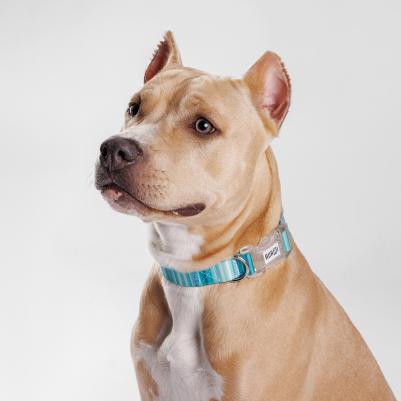 Ошейник для собак Bright City, обхват шеи 55 см, ширина 2,5 см, голубой в полоску – фото 4