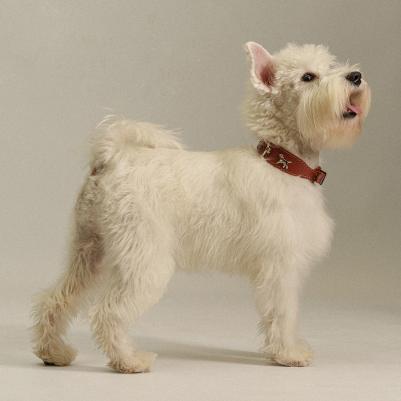 Ошейник кожаный с украшением Собака 20мм 30-42см коричневый – фото 2