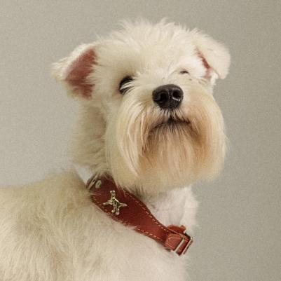 Ошейник кожаный с украшением Собака 20мм 30-42см коричневый – фото 8