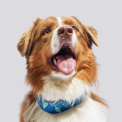 Ошейник охлаждающий синий 63,5*6,2см