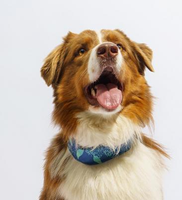 Ошейник охлаждающий синий 63,5*6,2см – фото 9