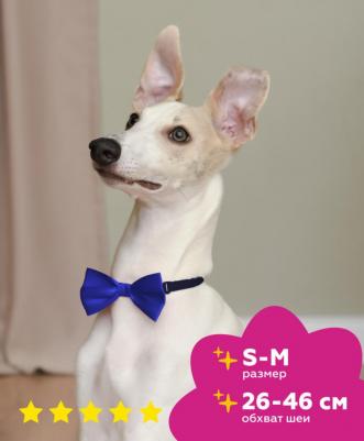 бабочка "Бэта", синяя, размер S-M (26-46 см)