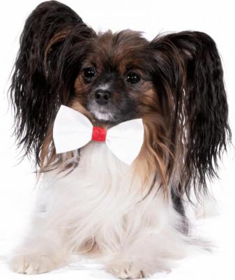 Бабочка для собак Бэта, белая, S-M, 15 мм, 26-46 см – фото 2