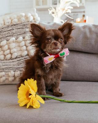 Бабочка для собак Коффин, разноцветная, S-M, 15 мм, 26-46 см – фото 2