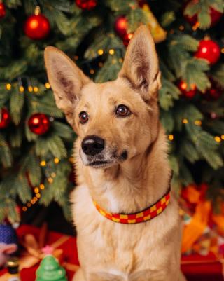 Ошейник для собак Эксис, S – фото 1